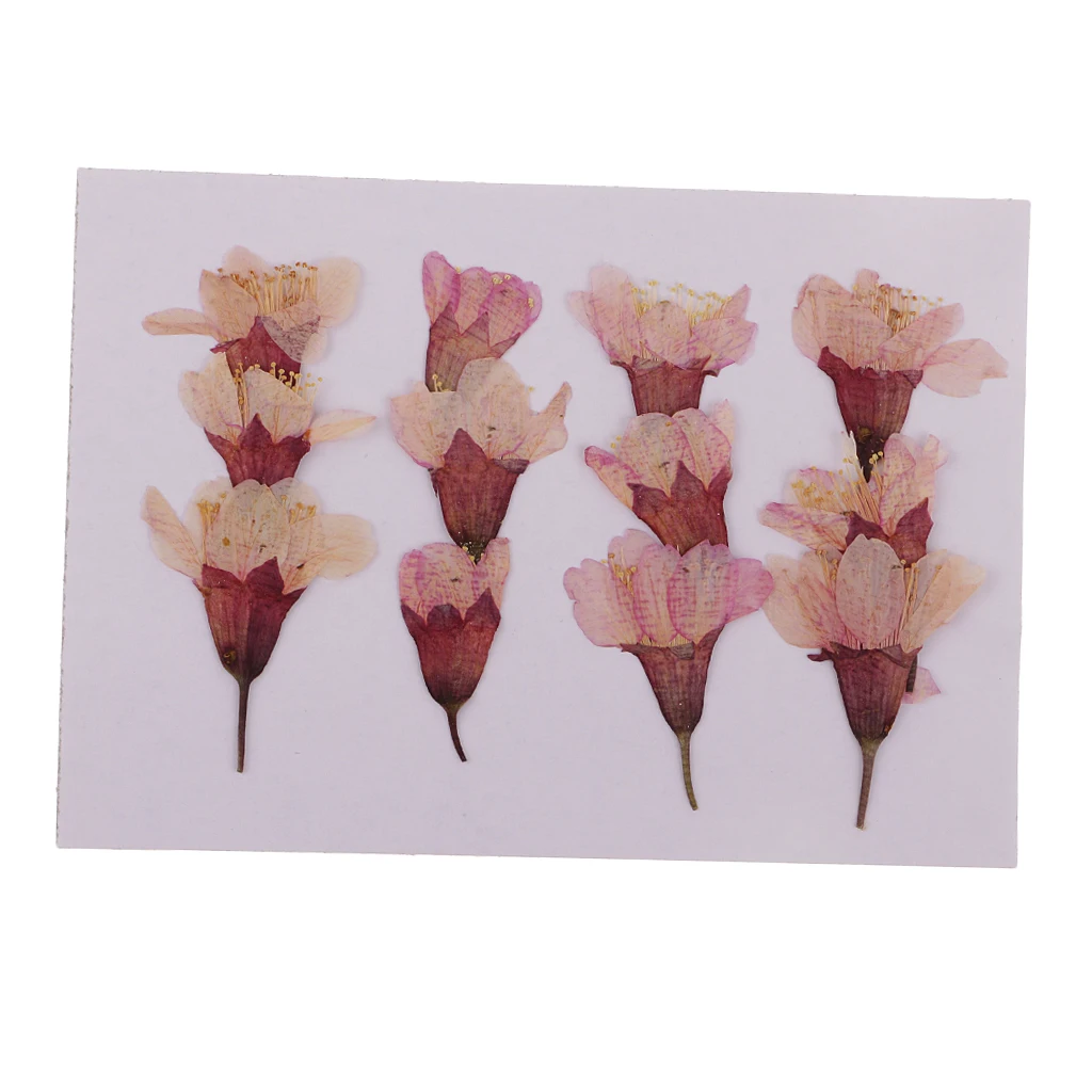 12 Pieces Natural Pressed Dried Flowers Sakura DIY Scrapbooking Arts Crafts