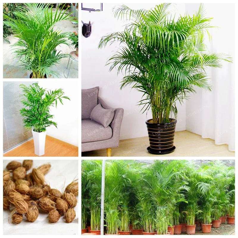 Комнатные растения Редкие Chrysalidocarpus Lutescens домашний декор бонсай Areca пальмовый бонсай бабочка Пальма растения бонсай 5 шт