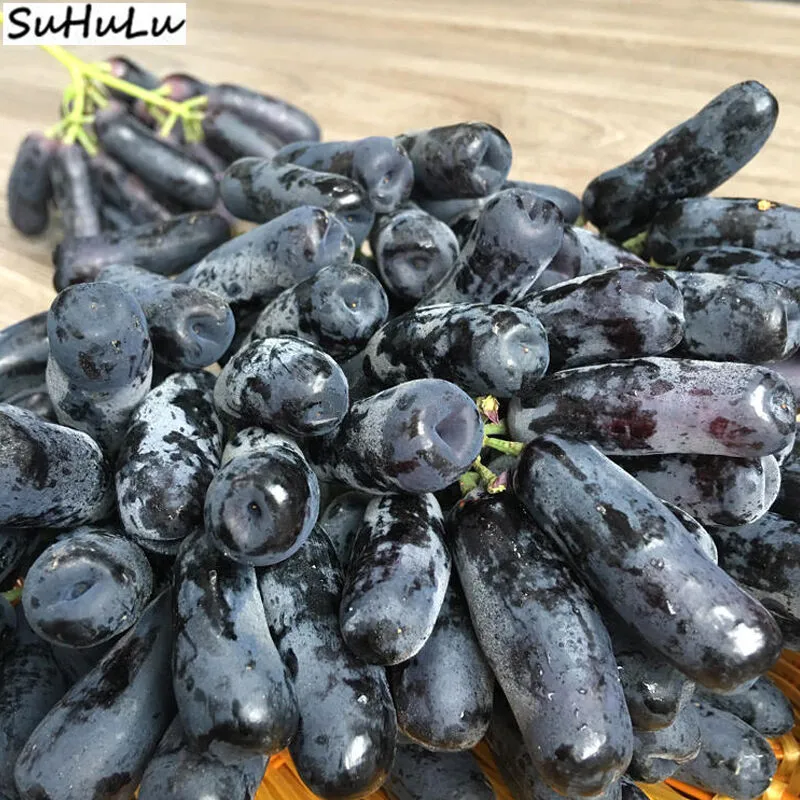 

Rare Black Finger Grape Heirloom Organic Fruit Natural Growth, Grape Tree Climbing Plants DIY For Home Garden 50 Pcs