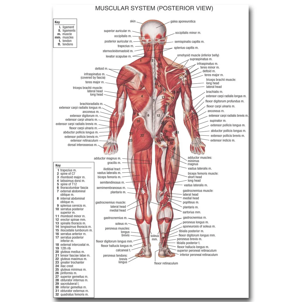 NICOLESHENTING Human Anatomy Muscles System Art Silk Poster 13x20 24x36