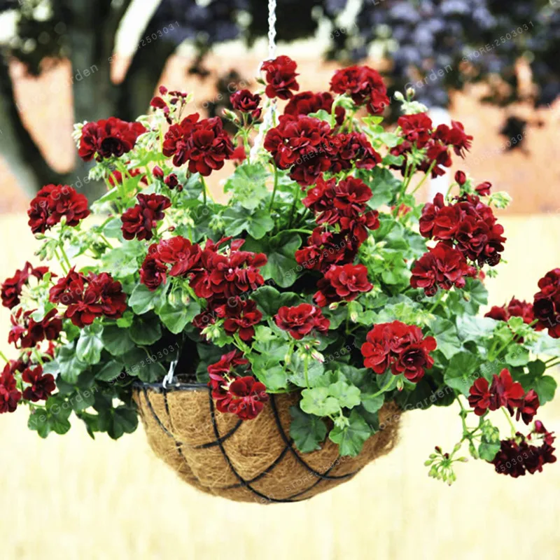 

20 Pcs Rare Geranium Bonsai Black Rose Pelargonium Perennial Flower Bonsai Hardy Plant Bonsai Potted Plant