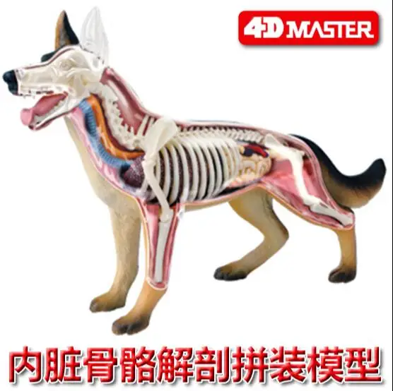 4D Master black back dog visceral группа анатомии костей собранная модель | Канцтовары для офиса