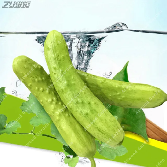 ZLKING 100 Pcs Chinese Cucumber Nutritious Delicious Sweet Hot Sale
