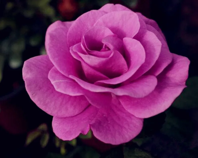 100pcs Purple Chinese Rose Tree Bonsai plants for home and garden