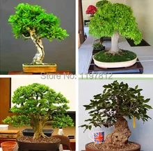 on sale!!!Heirloom 5pcs Seeds Oak Tree Seeds Bonsai Seeds Quercus Alba Acorns seeds indoor plant DIY home gardern