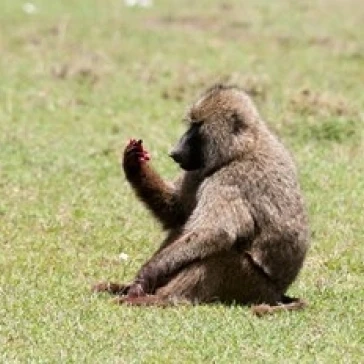 Olive Baboon  Papio anubis  Maasai Mara  Kenya. Poster Print by Sergio Pitamitz (35 x 23)