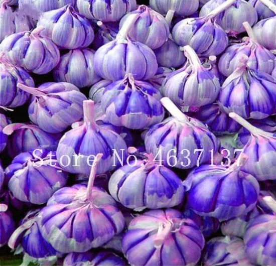 

50Pcs Purple Garlic Bonsai Healthy Plants Diy Home Garden Rare Onion Garlics Kitchen Seasoning Delicious Pungent Spice Vegetable