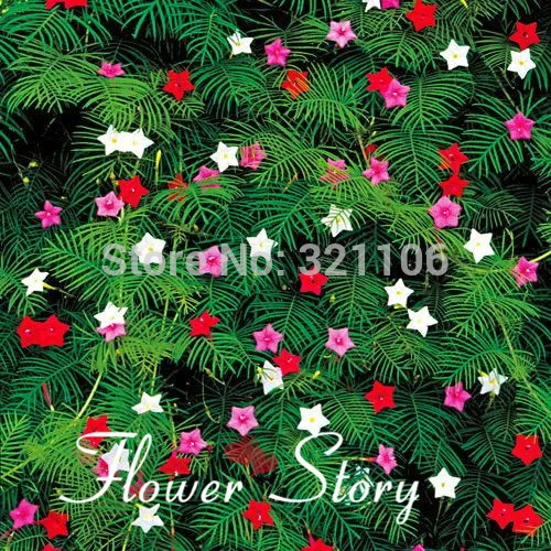 Ипомея квамоклит белая. Ипомея квамоклит мерцающие звезды. Ипомея квамоклит все звезды. Квамоклит перистый семена. Ипомея квамоклит.