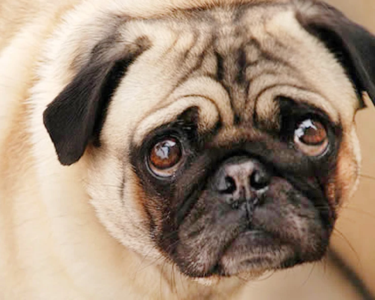 

A2803 Diamond Embroidery Home Decor Cross Stitch Dog 100% Resin Tool dril Painting Cross Stitch Mosaic Needlework