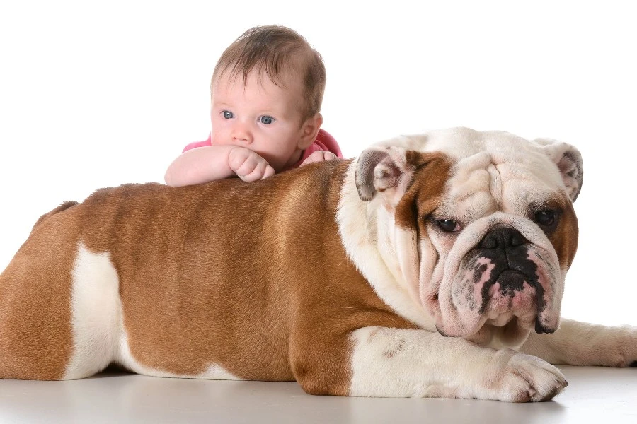 Bulldog Perro Perro Cachorro Bebe Bebe Fabr Seda Impresion Del Cartel Decoracion Del Hogar B0418 65 Poster Print Silk Posterhome Decor Aliexpress Bulldog Perro Perro Cachorro Bebe Bebe Fabr Seda Impresion Del Cartel Decoracion Del Hogar B0418 65 Poster Print Silk Posterhome Decor Aliexpress