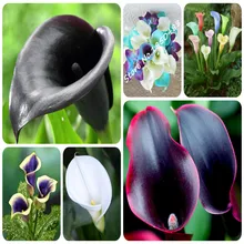 True Calla Lily Bulbs 2Pcs 24 Colors Calla flower bulbs Potted Balcony Plant Rhizome Bonsai Can Radiation Absorption not seeds