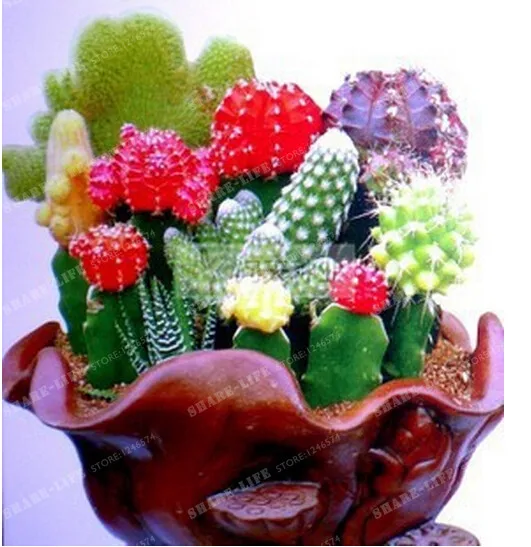 Multifarious Ornamental Plants 100 Mixed Cactus Bonsai Attractive Impressive 100%NATURAL Home & Garden Bonsai Plants Multifarious Ornamental Plants 100 Mixed Cactus Bonsai Attractive Impressive 100%NATURAL Home & Garden Bonsai Plants
