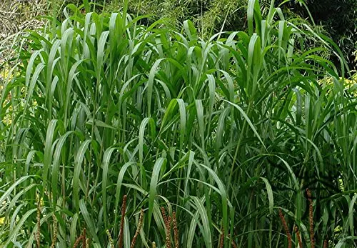 

Yerba 30 Pcs Miscanthus Sinensis Bonsai Ornamental Grass Riesen-Chinaschilf Winterhart Elefantengras Mint Maiden Wlid Plants