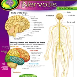 TREND ENTERPRISES INC. T-38089 CHART NERVOUS SYSTEM (1)