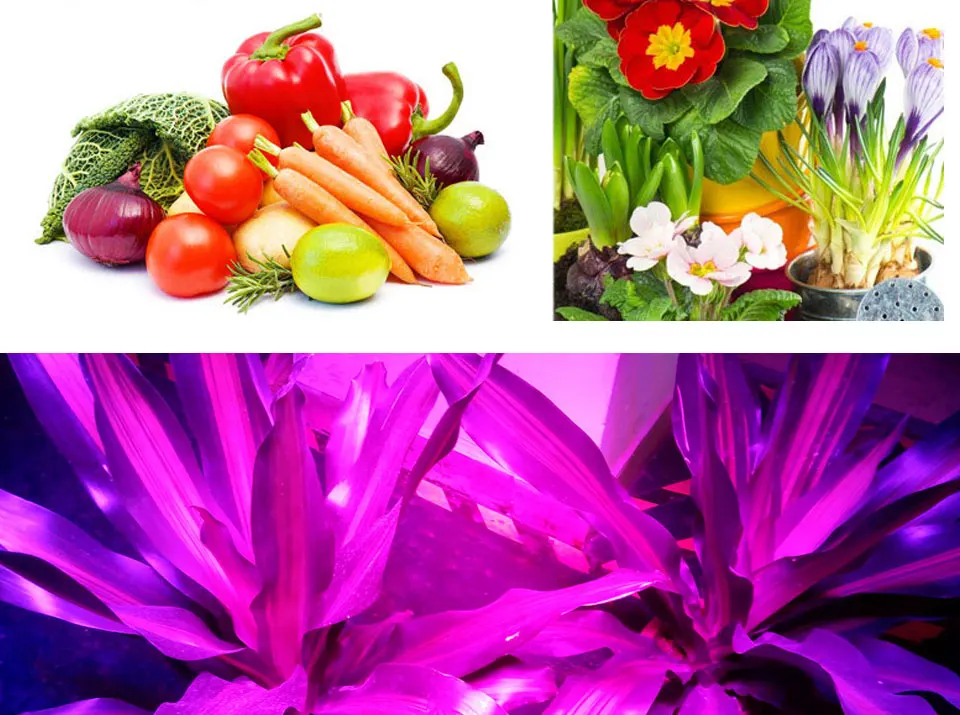 Plant Grow LED Light Bulbs COb Chip 50W 220V AC Lighting Source Full Spectrum Driverless LED Lights for Plants Growing 11040mm (13)