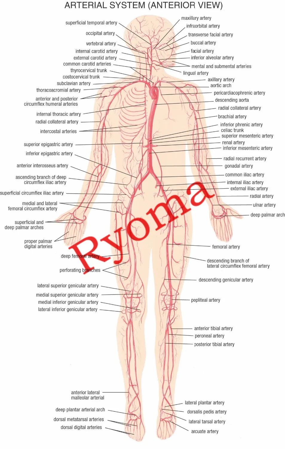 

Vintage Human ARTERIAL SYSTEM Posters Kraft Paper Painting Wall Sticker Print Art Hospital Classrooms Interior Decoration TT