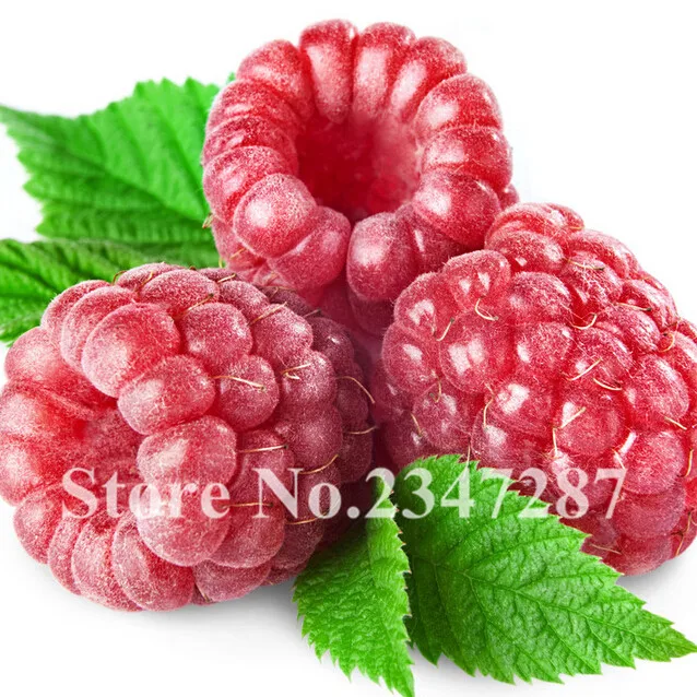 

100pcs Raspberry Bonsai Trees for Garden, Delicious Succulent Fruit Plants Raspberry Sementes Raras De Frutas