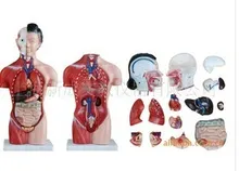 Первая медицинская помощь обучение Minikin женская модель 42см 15 тело человека модель человека модель человека Флаун кожи