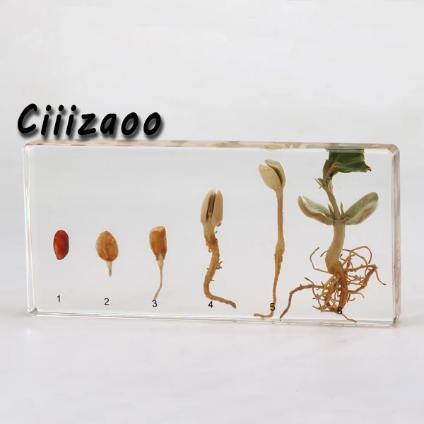 

Peanut Germination Specimen paperweight Taxidermy Collection embedded In Clear Lucite Block Embedding Specimen