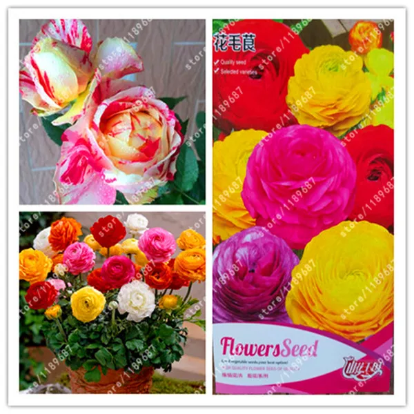 

Original package-true Ranunculus Double Buttercup Ranunculus Flower For Home Garden Indoor Bonsai Plant