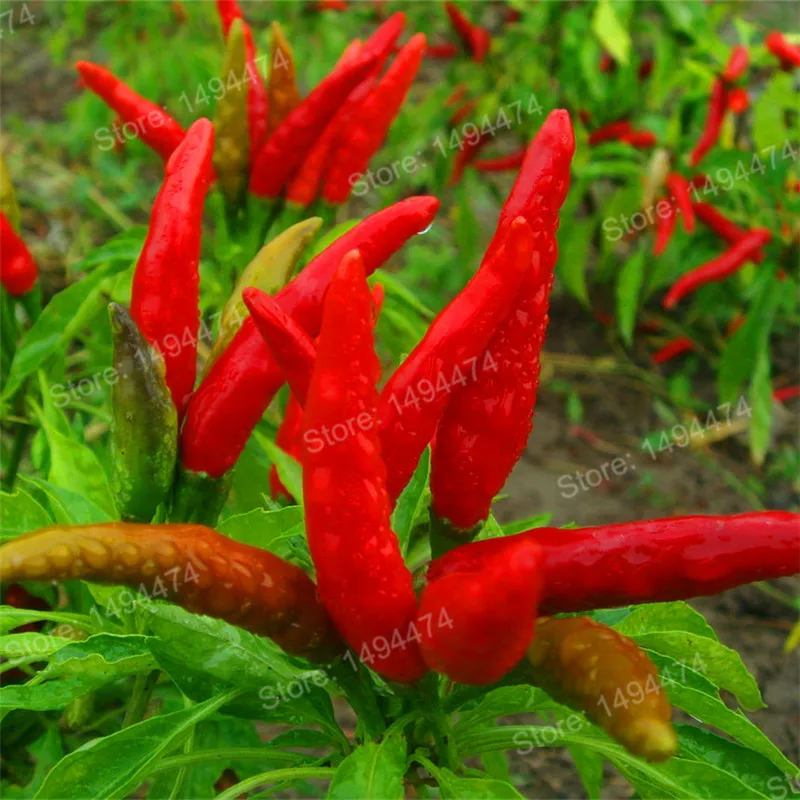 200 шт./пакет огород перец чили тайский Защита от солнца острый перец Capsicum Овощной декоративные Чили flores бонсай растения, легко растить