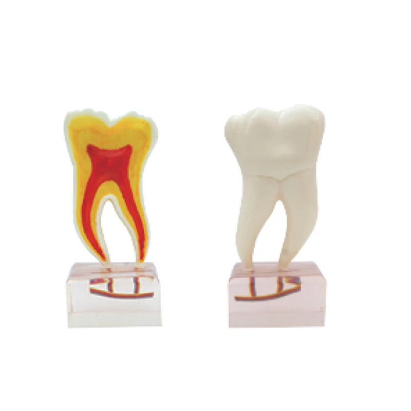 

6 Times Anatomy Teeth Model/Teeth model/Dental model