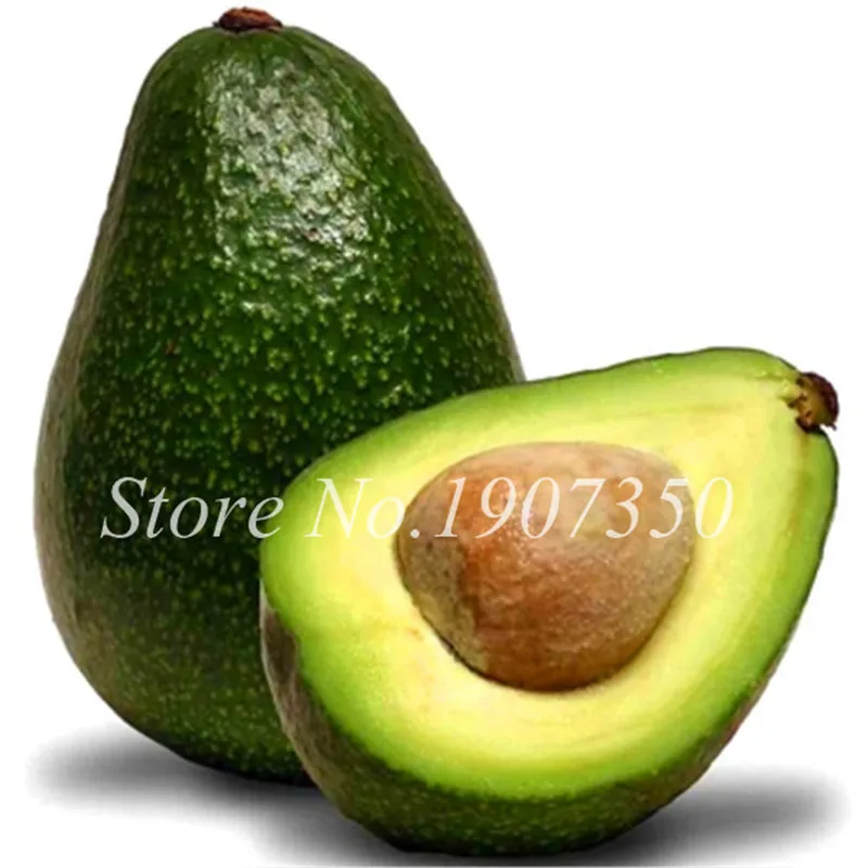 10Pcs Avocado Seeds Best Seeds Online Free Shipping Worldwide