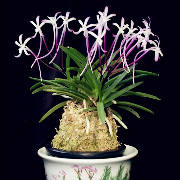 

New100pcs Rare Neofinetia Falcata ,orchid Bonsai,rare orchid plant ,bonsai flower Bonsai,Natural growth,plant for home garden