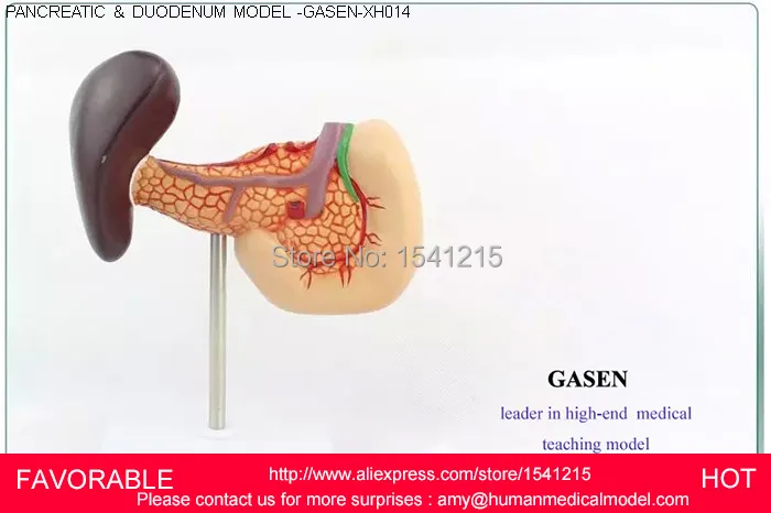 

THE LESIONS OF THE PANCREAS, SPLEEN, GALLBLADDER,DUODENAL LESION MODEL, PANCREATIC MODEL,LIVER AND BILIARY MODEL-GASEN-XH014