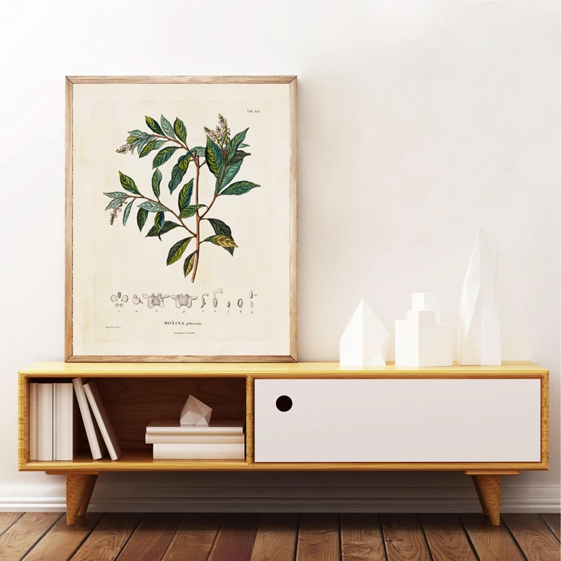 Antique French Plant Art Print