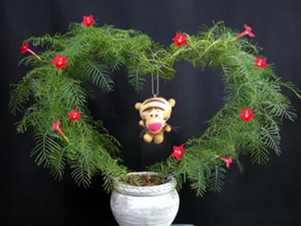 

100 Mini Red Cypress Vine Star-glory Flower Climbing Planta Perennial Creeper Fern Herbs Bonsai DIY Home Garden Ornamental Plant