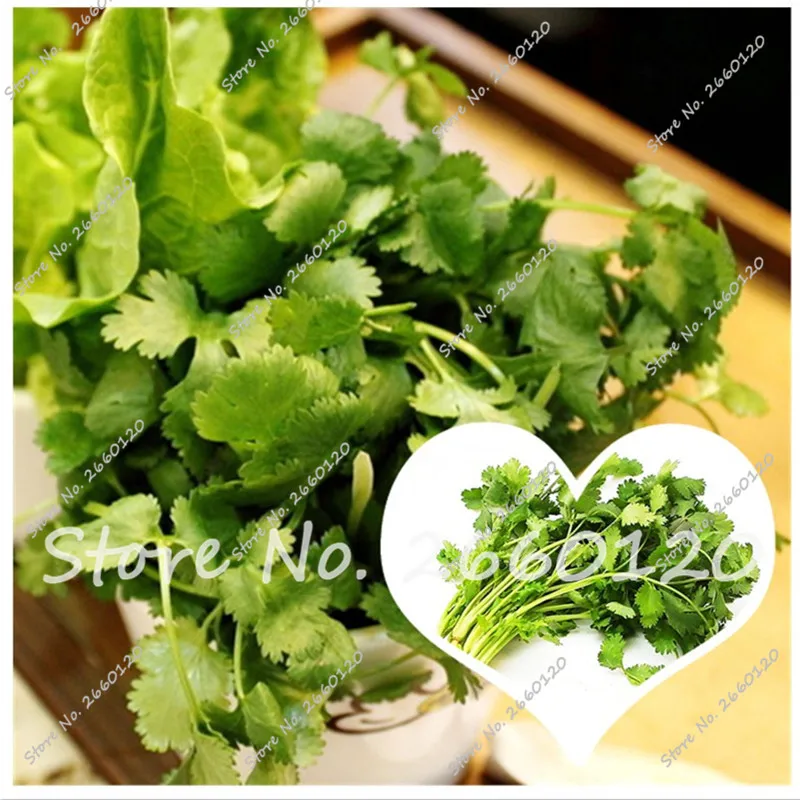 

2016 New Arrival!!! Caraway Seeds Green Vegetable Plant Flavor Coating Seeds Balcony Organic 20 seeds/bag Free Shipping