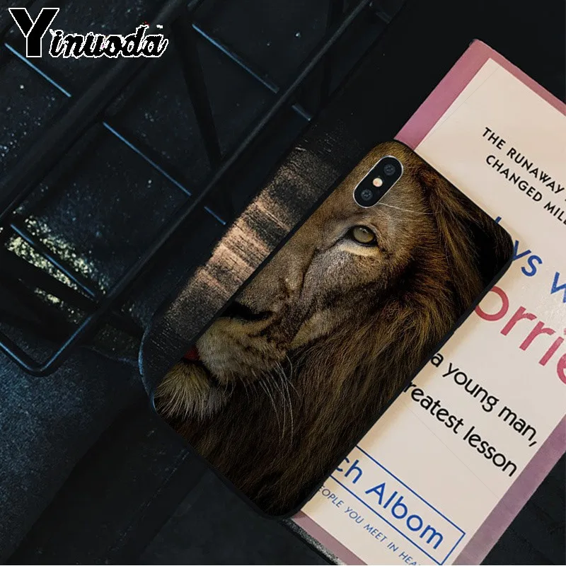 Animals The lion