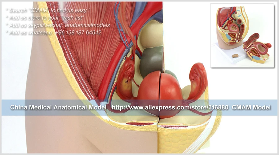 CMAM/12472 женский таз и мышцы, мочеполовой медицинское обучение анатомическая модель