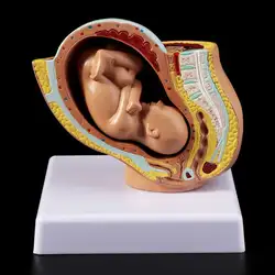 2019 Новый 9th месяц ребенок плод плода беременность человека беременность плода развития медицинская модель