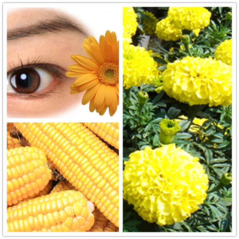

Lutigold Lutein with Zeaxanthin 40 mg * 120 Caps, Natural Plant support eye health