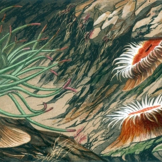 Green Opelet and Orange Disk Anemone Poster Print by Science Source (36 x 24)