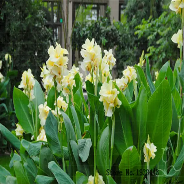 365 Bulbes De Lys De Canna De Fleur Hermine Plante De Maison Tropicale Fleurs Blanches 2 Bulbes On Aliexpress