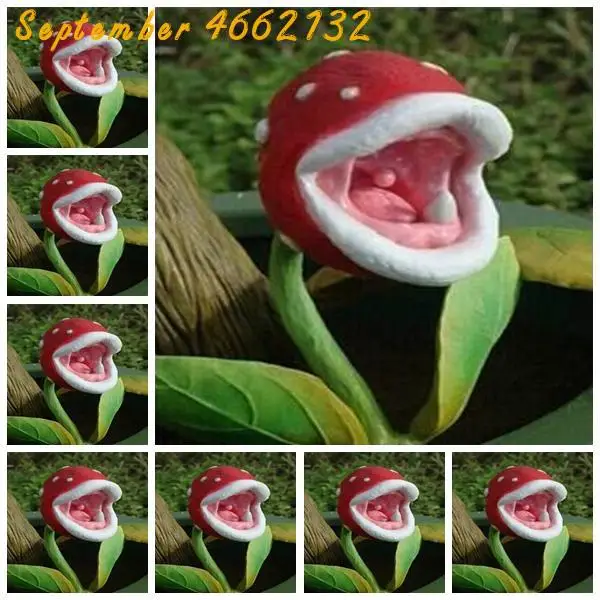 

100Pcs Insect Catching Succulent Plant Enchantress Carnivorous Bonsai Carnivorous Plants Giant Clip Venus Flytrap Plant