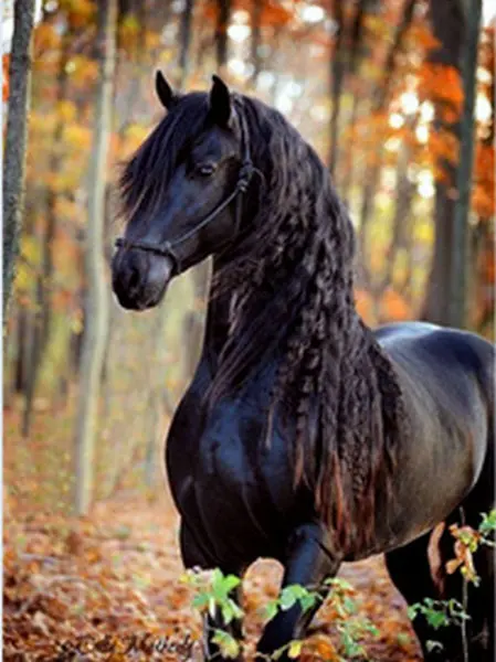 

Diamond Painting Animal Handcrafts Art Gifts Diy 5d Diamond Embroidery Rhinestone Pasted Painting black horse Bedroom Decoration
