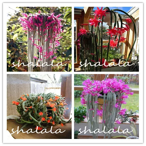 

100pcsHildewintera colademononis bonsai plants Rare cactus succulent interest plant perennial indoor flowering garden ornamental