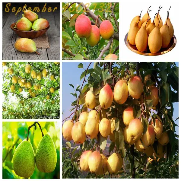 

Big promotion20PCS Red Pear (Pyrus communis) Rare organic fruit tree in Bonsai. Super sweet fruit Fragrant pear Crown pear