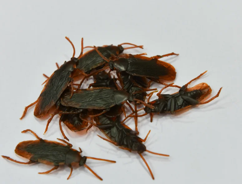 500ピース特別リアルなモデルシミュレーション偽ゴムゴキブリコックゴキブリバグゴキブリ赤ちゃんのおもちゃ Aliexpress Alibaba グループ上の おもちゃ ホビー からの ベビーガラガラ モビール の中