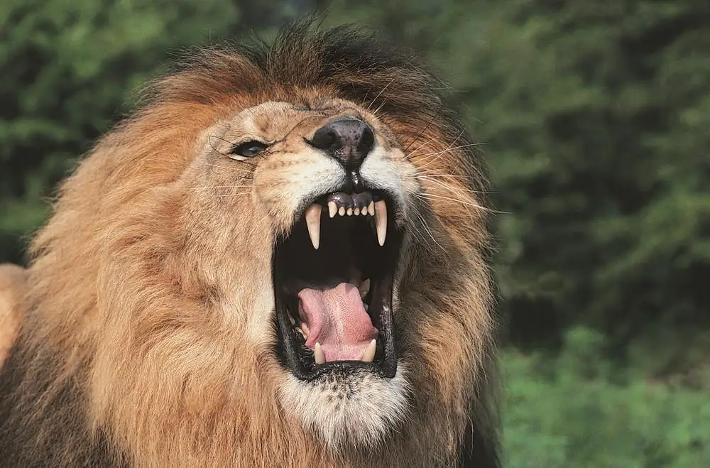 פוסטר מודרני קיר הדפסות בד שואג אריה בעלי חיים אריות הדפסי אמנות בד לסלון ללא מסגרת