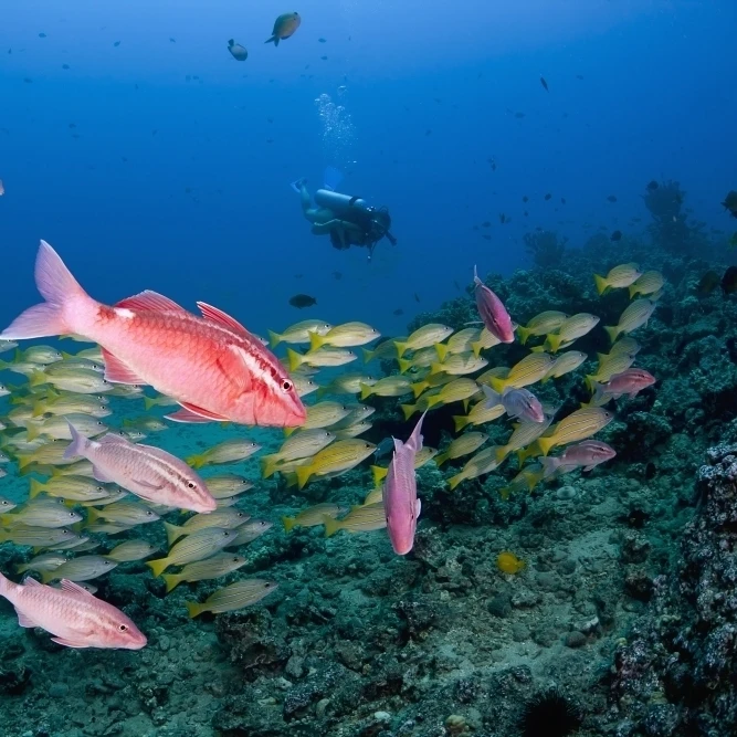 Hawaii  Maui  Whitesaddle goatfish  in the foreground  and bluestriped snapper in the background. (38 x 24)