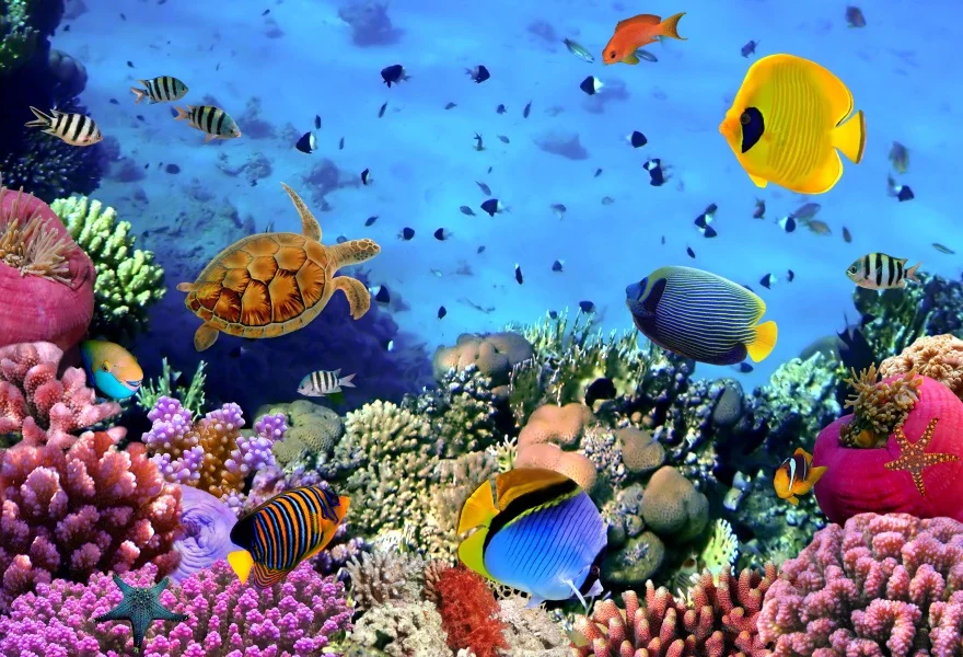 

Laeacco Underwater World Fishes Coral Scenery Party Baby Photography Backgrounds Custom Photographic Backdrops For Photo Studio