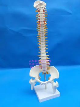 

free shipping human skeleton model 45cm spine model spine vertebral spine model