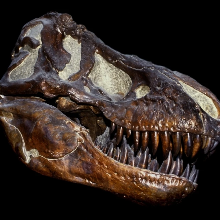 A genuine fossilized skull of a T. Rex Poster Print (32 x 24)