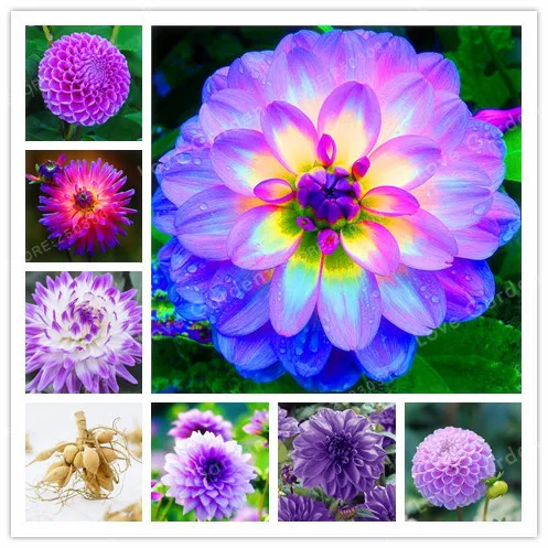 

Hot Sale 2 Bulb Purple Dahlia Bulbs Beautiful Perennial Dahlia Flower Bulbs Bonsai Plant DIY Home Garden