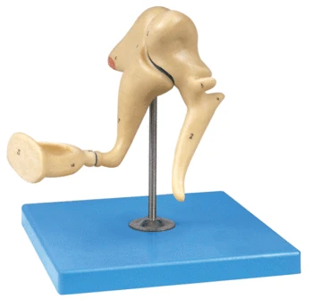 

19X Ear Anatomy Model Auditory Ossicle Skeleton Ear Bone Model Human Body Ear Anatomical Magnification Model Medical Supplies